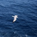 알바트로스 이미지