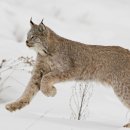 AUTO R S MOTORS 이미지