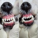 김 S 동물병원 이미지