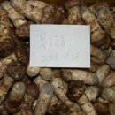 2008년 9월 18일 특1등급 송이버섯 가격 확정 이미지
