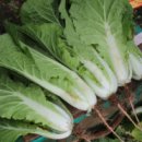 홍보농장 이미지