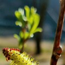 버들강아지 이미지