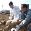 한우가 최고야 이미지