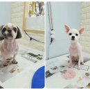 오송프렌즈샵