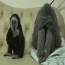 금수 이미지