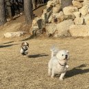 포레스트258/포레스트258펜션 이미지