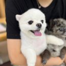 개인정애견샵 이미지