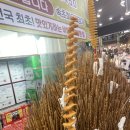 속초 중앙시장 먹거리 회오리감자 벌집아이스크림 후기