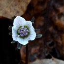 꽃뫼마을 이미지