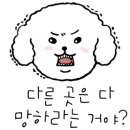 뽀독 애견 미용 이미지