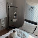 그린꽃.이불 | 집사들을 위한 고양이 털 안묻는 파르페 by 알레르망 주베트 알러지 케어 이불 솔직 후기