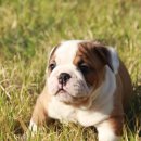 코리아 퍼피 이미지