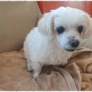 바둑이 애견 이미지