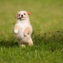 석촌동물병원 이미지