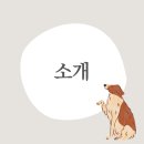 솔리뉴(Solynue) | [공지] 솔리뉴 셔틀랜드 쉽독