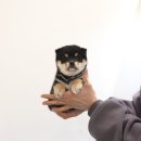 루이몽 | 부산시바견 입양 고민 중이라면? 루이몽에서 시작하세요!