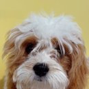 초코퍼피 애견미용실 | 구의동 애견미용실 잘하는 곳 새로생긴 무드퍼피 후기