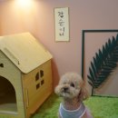 갑순이네 과자점 | [세종] 무항생제 유기농 친환경 애견수제간식 맛집 갑순이네 과자점 후기