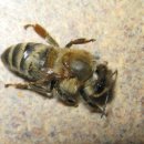 미농림부(USDA), 대규모 꿀벌 폐사의 원인 발표 (2025년 9월) 이미지