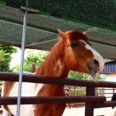 회산백련지 잔디광장 이미지