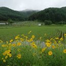 솔바우마을 이미지