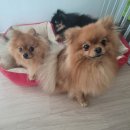 포메민박 이미지