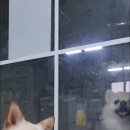 바르다펫 - 동대문구 사가정로25길 41 | 바르다펫