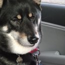 개구쟁이 애견 | 광주 개구쟁이 대형애견카페 시바견 방문후기 내돈내산