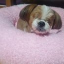 해피맥스 이미지