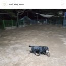 페리독 이미지