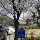 이숲 | 천안 카페추천 천안성거 이숲카페 26.4.11 방문 벚꽃맛집 솔직후기