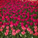 숲속향기생태어린이집 | 신구대학교식물원 | 튤립축제 라일락정원 입장료 주차 총정리