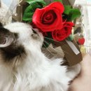 랙돌캐터리파이널돌 이미지