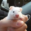 춘이농장 이미지