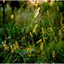 부평공원 이미지