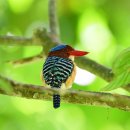 banded kingfisher 이미지