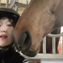 정철희 국제승마센터 이미지