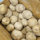 수미감자10kg 노지 햇감자 지금 딱 제철이에요