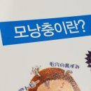 모낭충이란 모낭충 제거 모낭충 증 모낭충 감영 증상 이미지