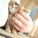 야옹아 멍멍해봐 강아지고양이 충남서산점 이미지