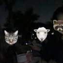 코랑옐로