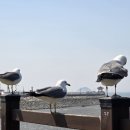 경기둘레길 화성48코스 티스토리