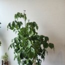 (주)해피나무 이미지