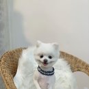 보드레 애견미용실 이미지