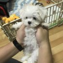 도전 최강달인 왕만두 | 혼자 놀기의 달인