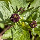 두리반디 이미지