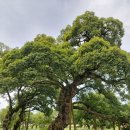 성주 예산리 만산댁 이미지