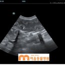 마음을 읽어주는 마음동물병원 이미지