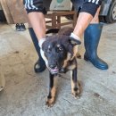 운봉동물병원 이미지