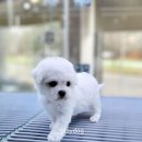 플레이독 파주본점 이미지